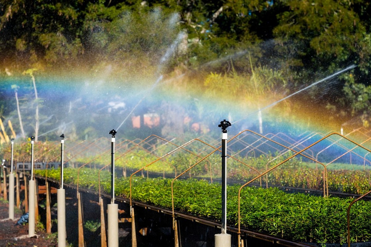 At the Bela Vista Biological Refuge nursery, 350,000 native tree seedlings are produced each year. Photo: Rubens Fraulini/Itaipu Binacional